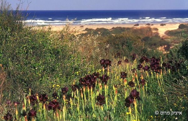 coastal iris